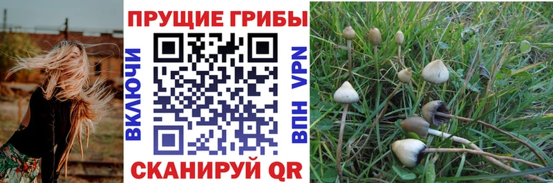 Галлюциногенные грибы мицелий  где купить   Железноводск 